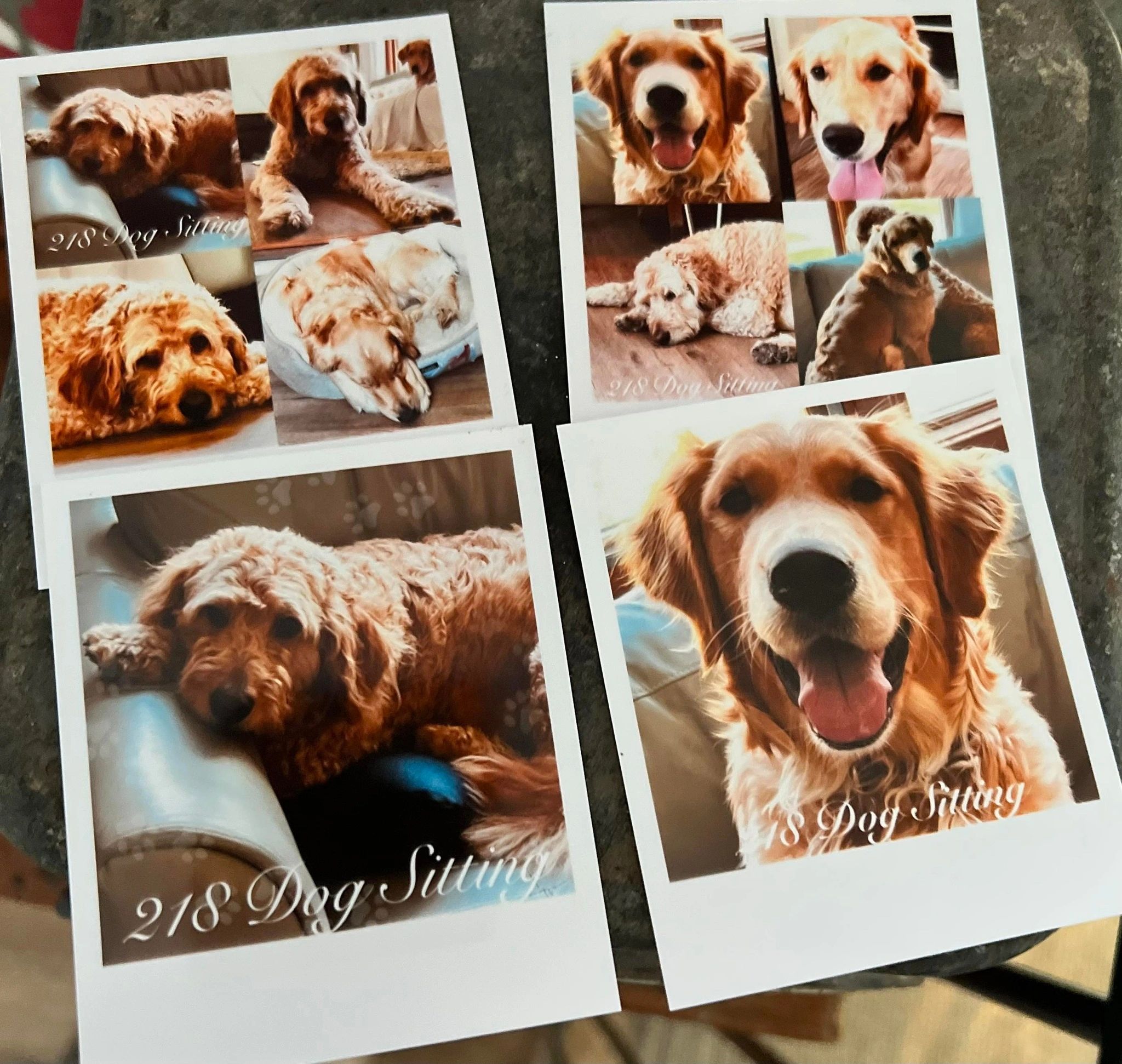 218 Dog Sitting Pet Sitter, Dog Sitter, Pet Sitter, Dog Day Care